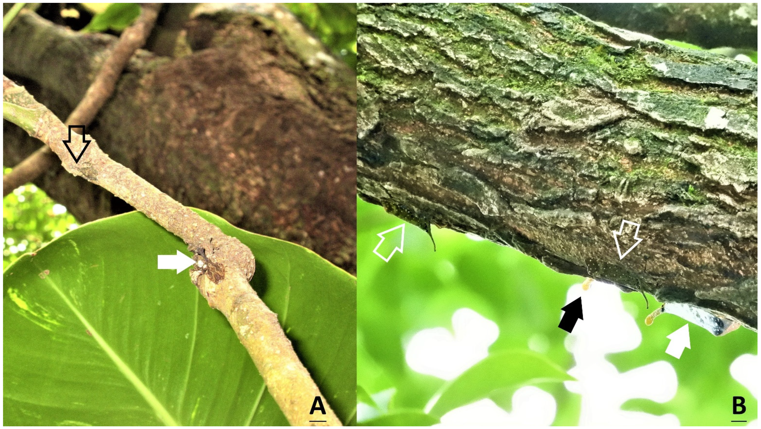 Insects 15 00841 g005