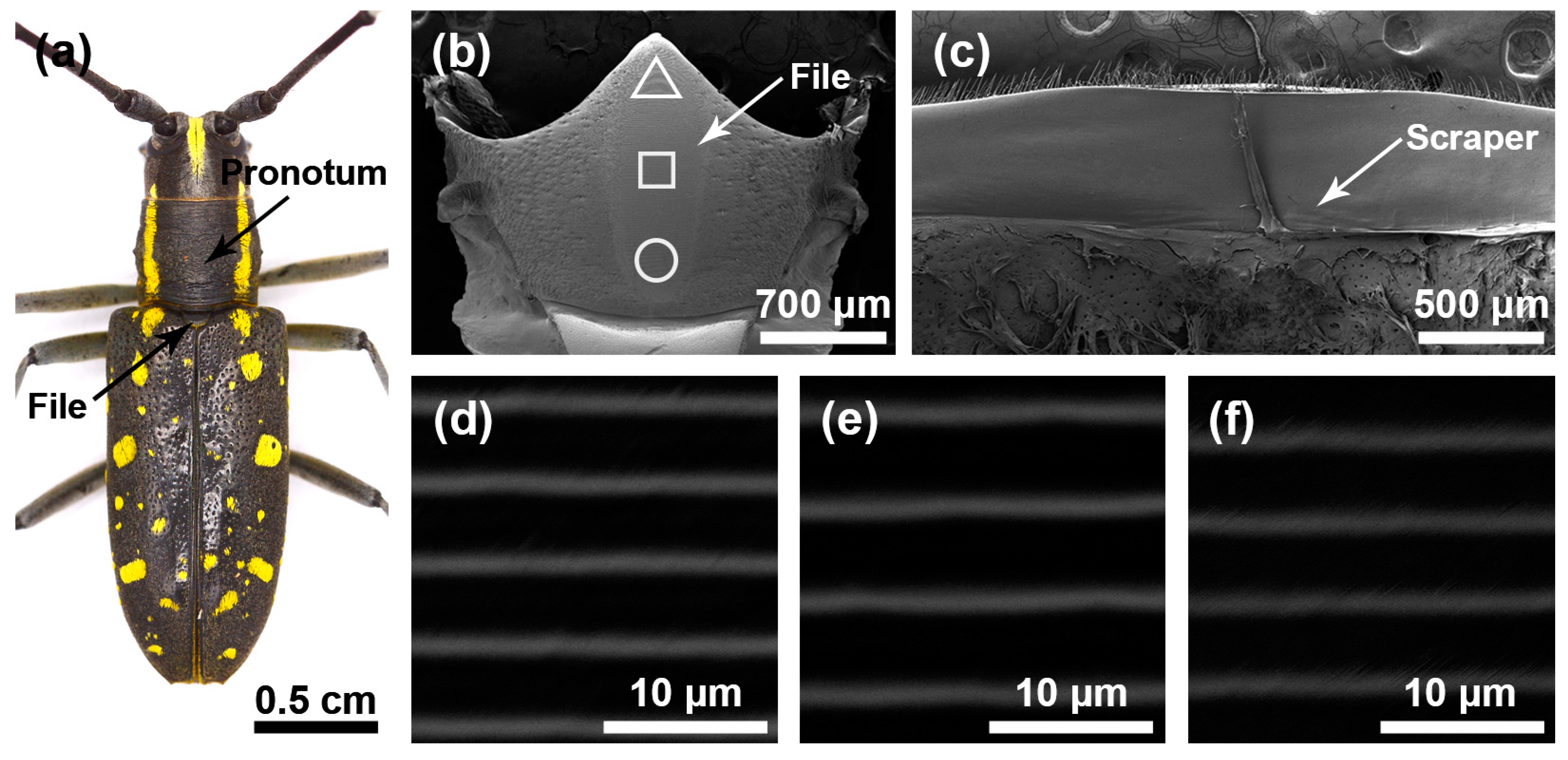 Insects 15 00849 g003