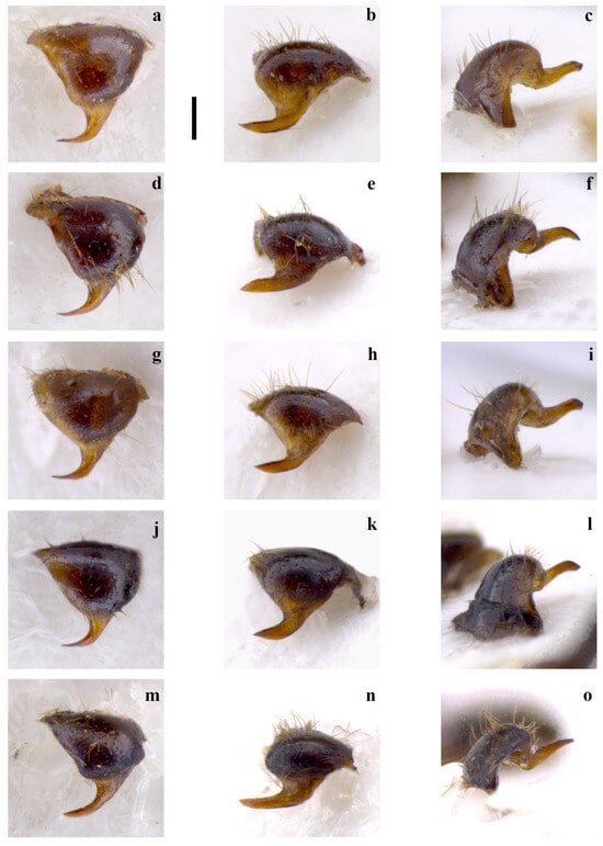 Insects 15 00868 g001