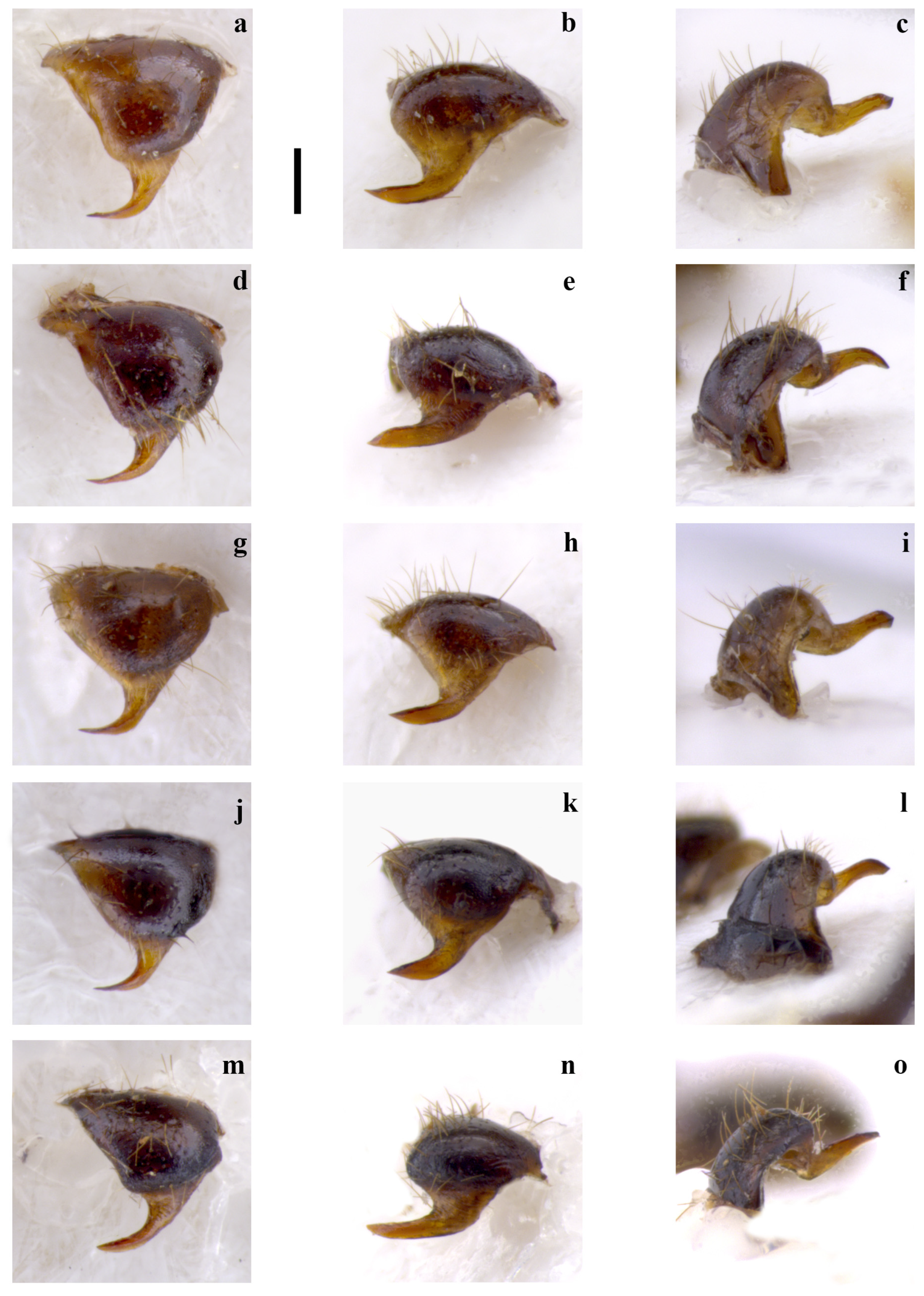 Insects 15 00868 g001