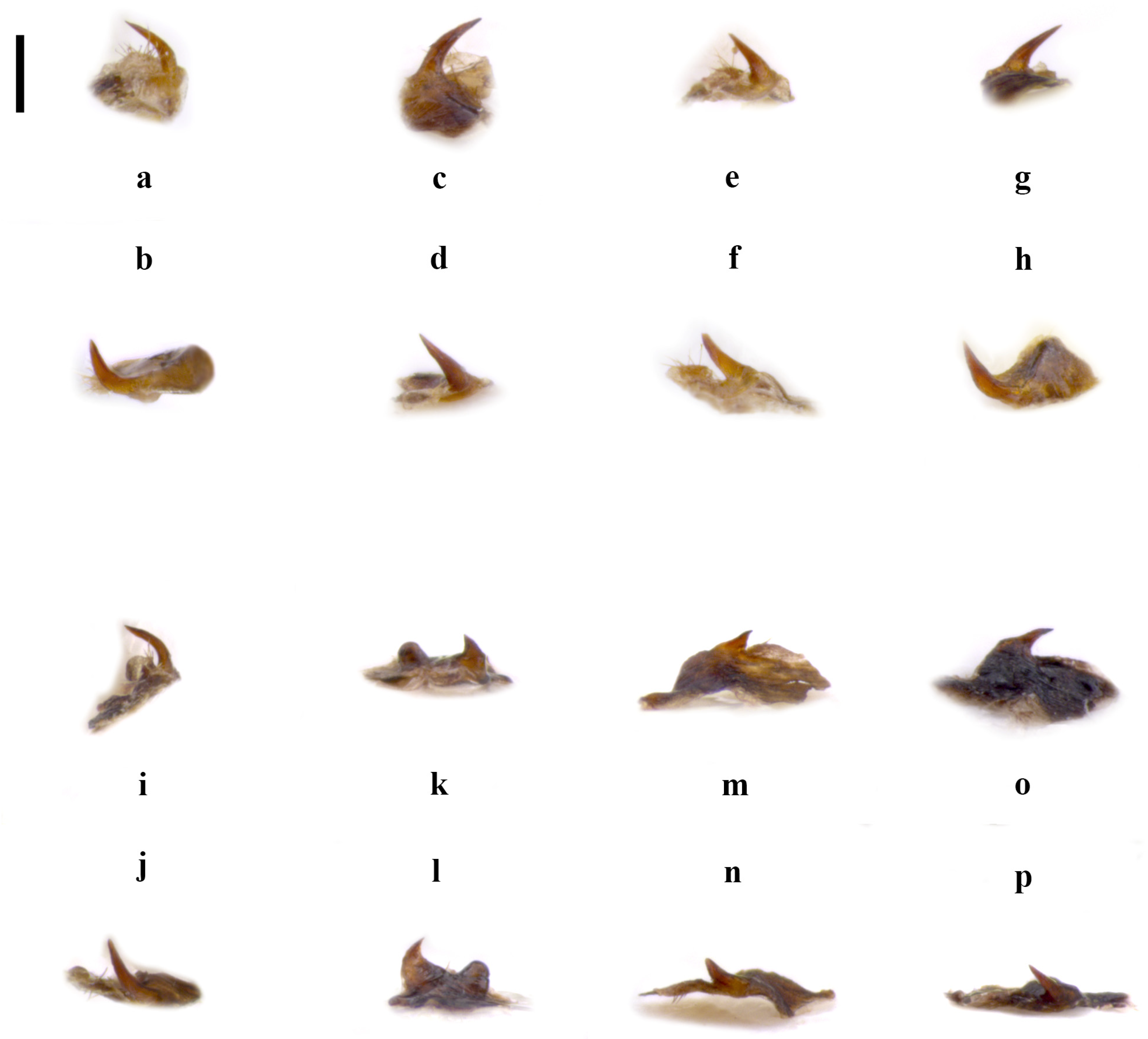 Insects 15 00868 g003