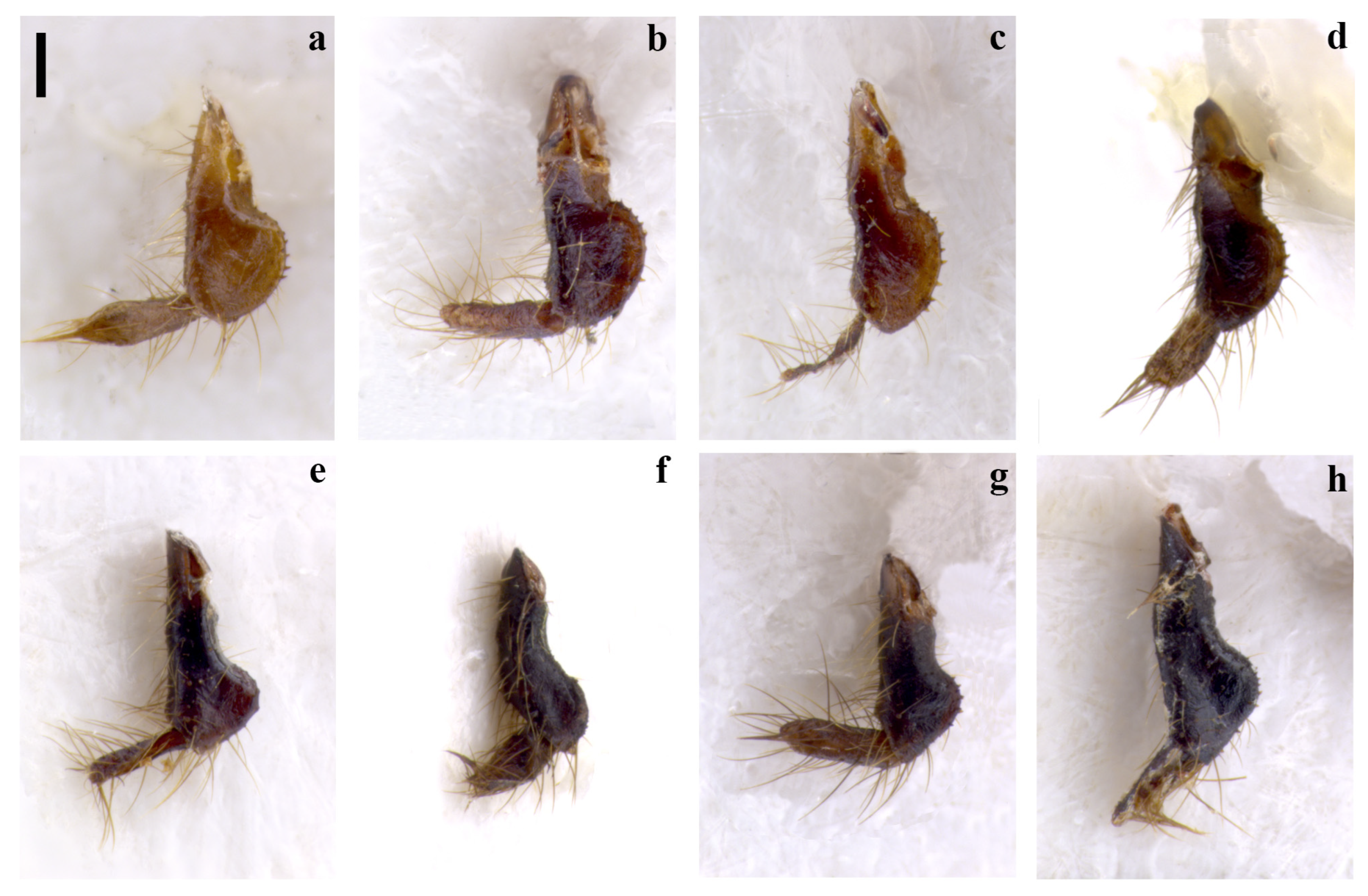 Insects 15 00868 g004