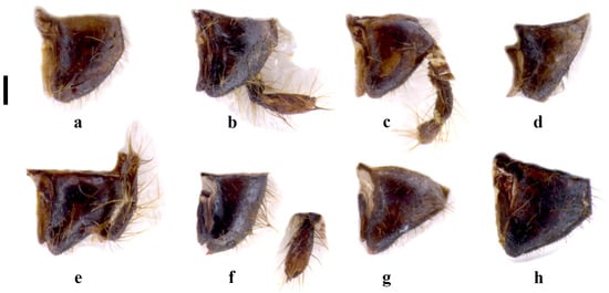 Insects 15 00868 g005