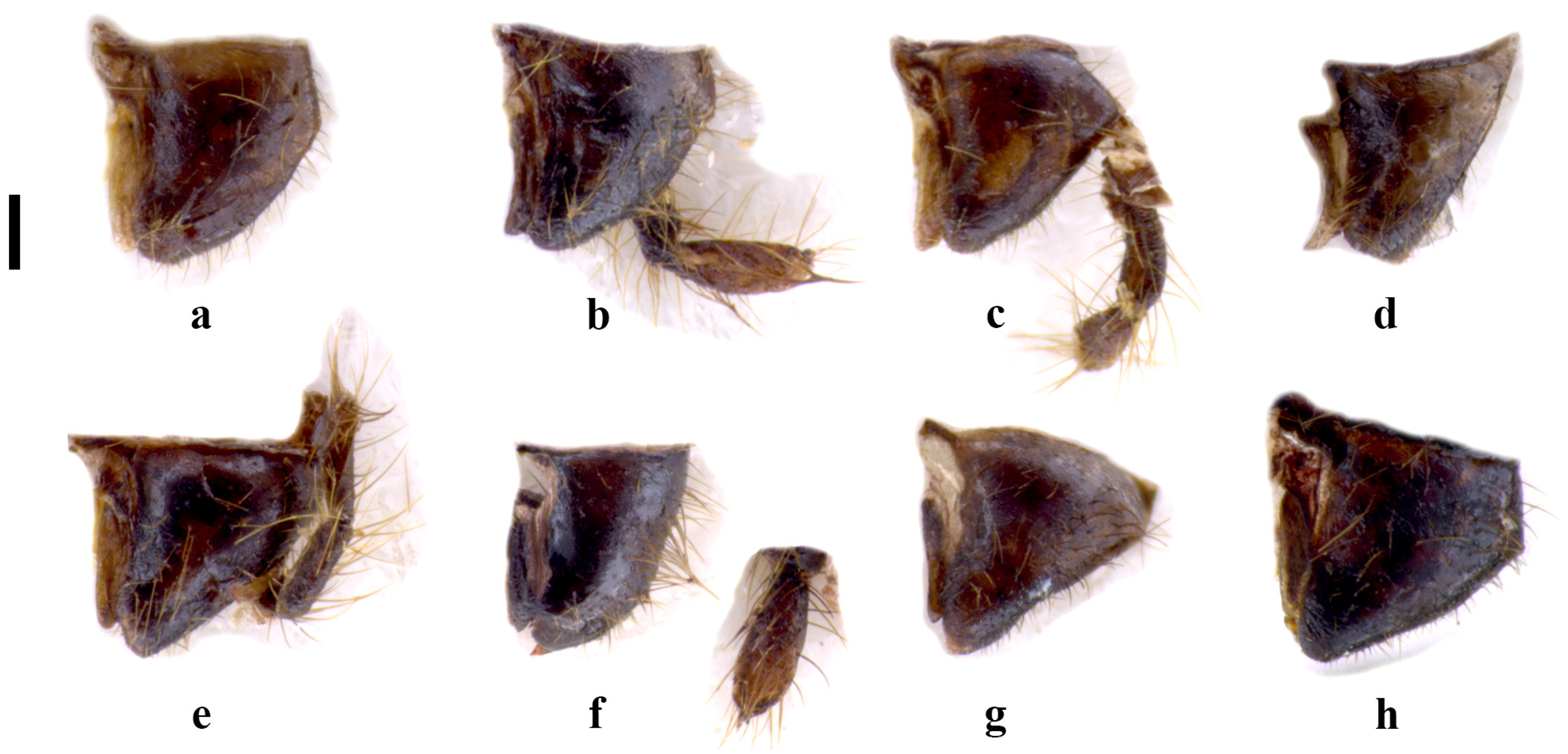 Insects 15 00868 g005