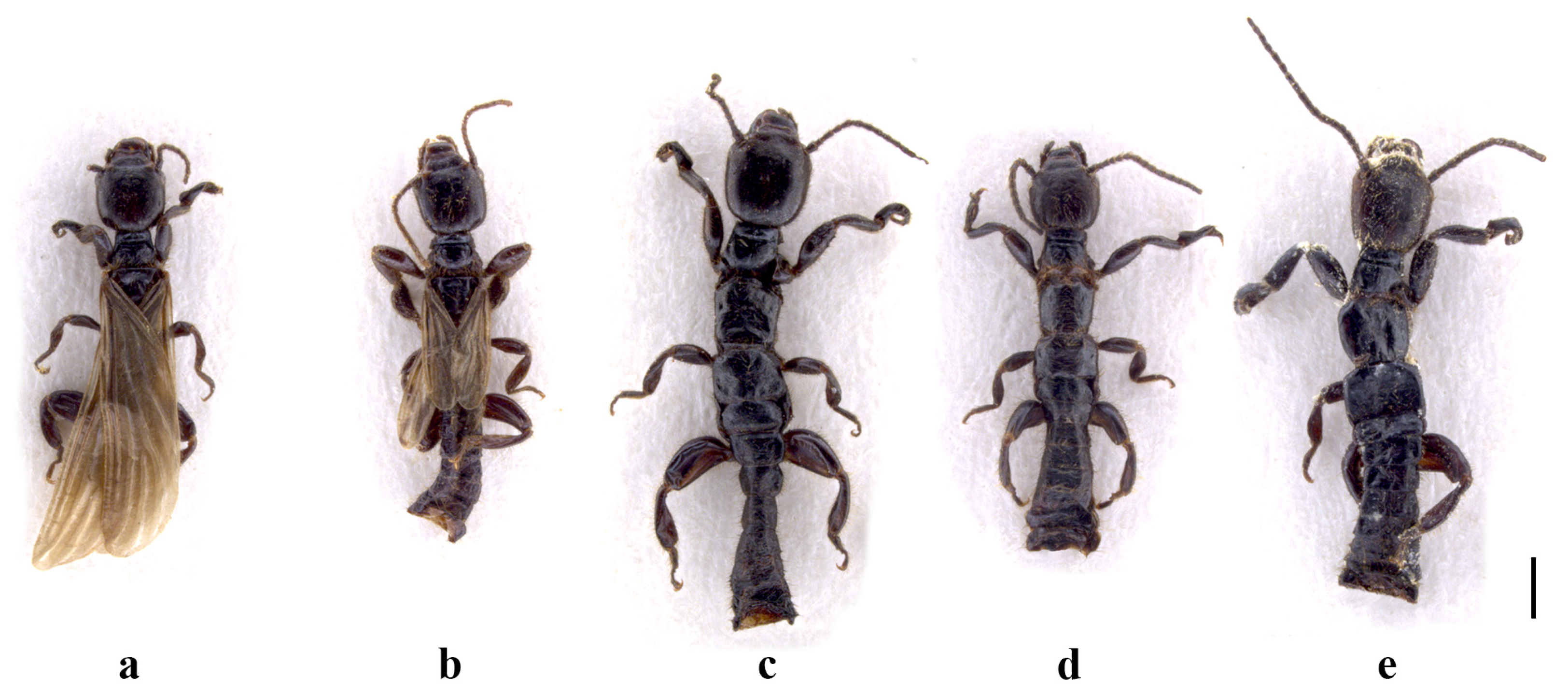 Insects 15 00868 g007