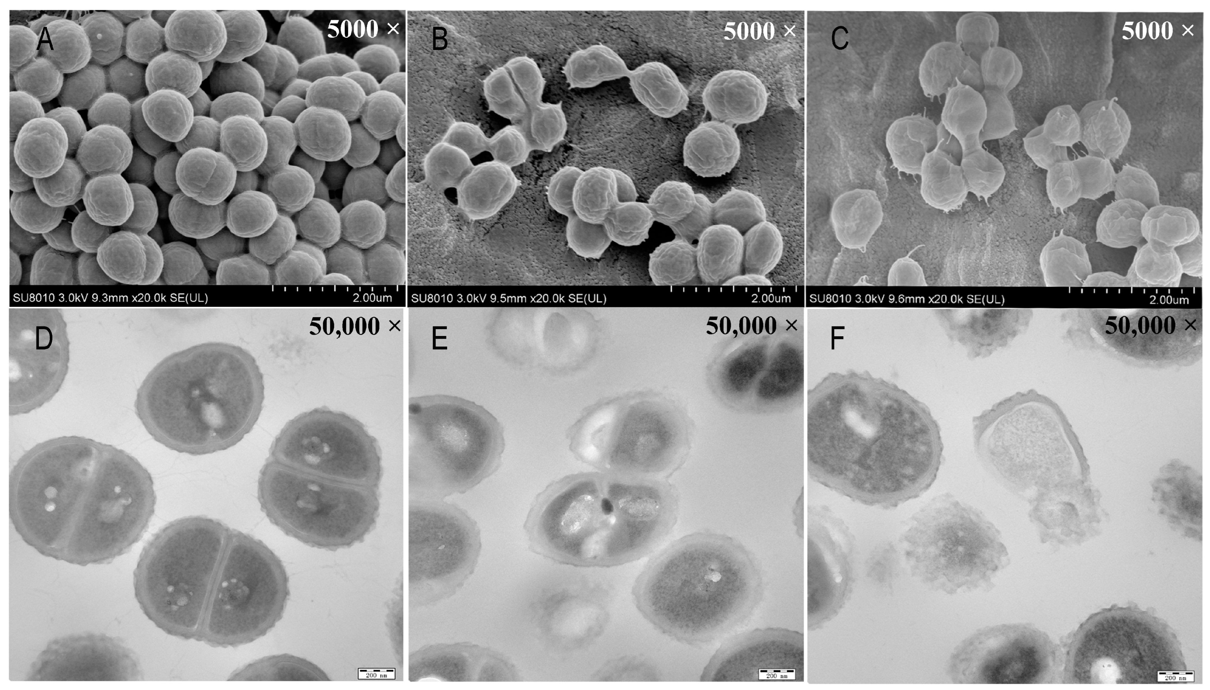 Insects 15 00872 g004