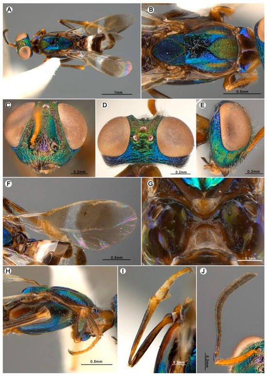 Insects 15 00893 g004