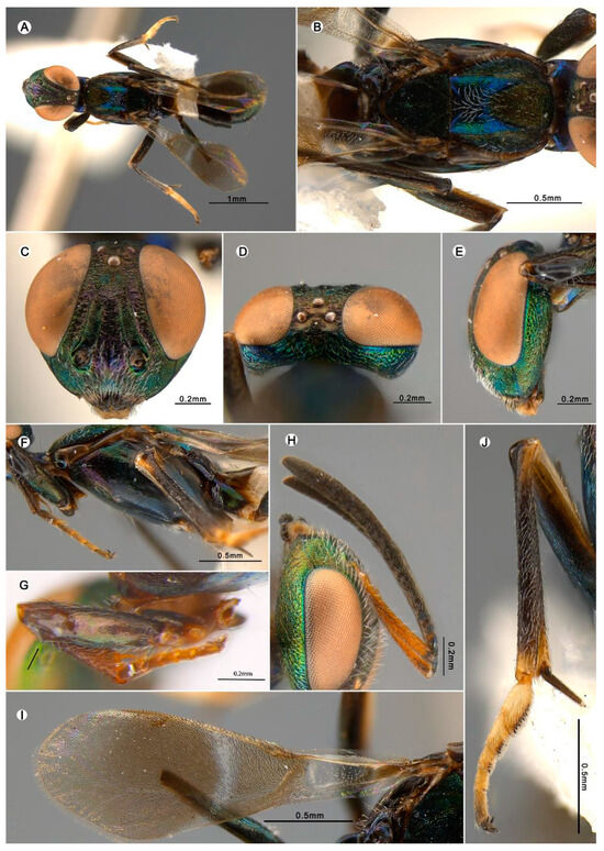 Insects 15 00893 g006