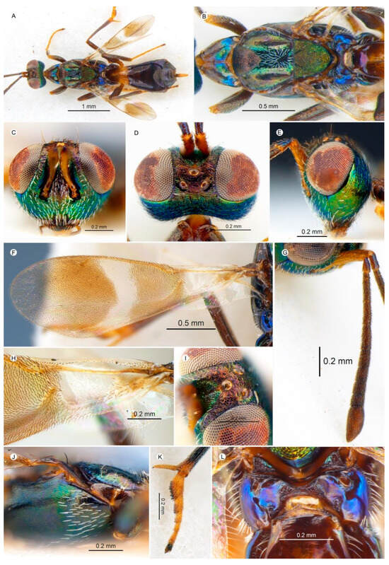 Insects 15 00893 g007