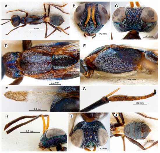 Insects 15 00893 g008