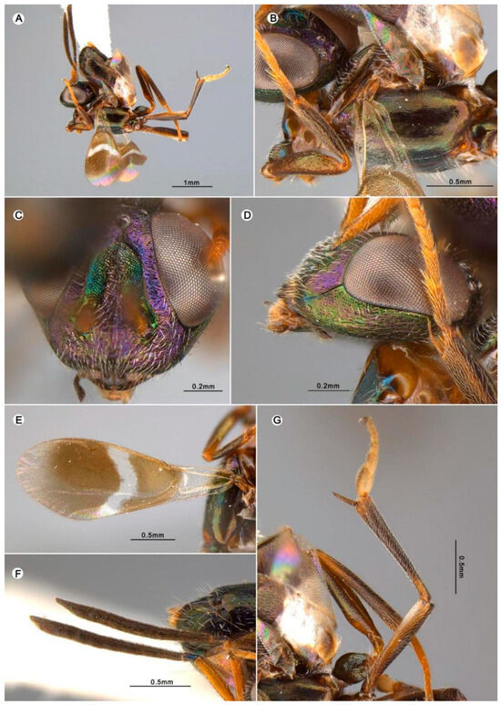 Insects 15 00893 g009