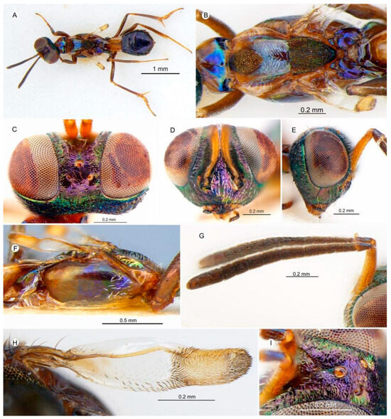 Insects 15 00893 g010