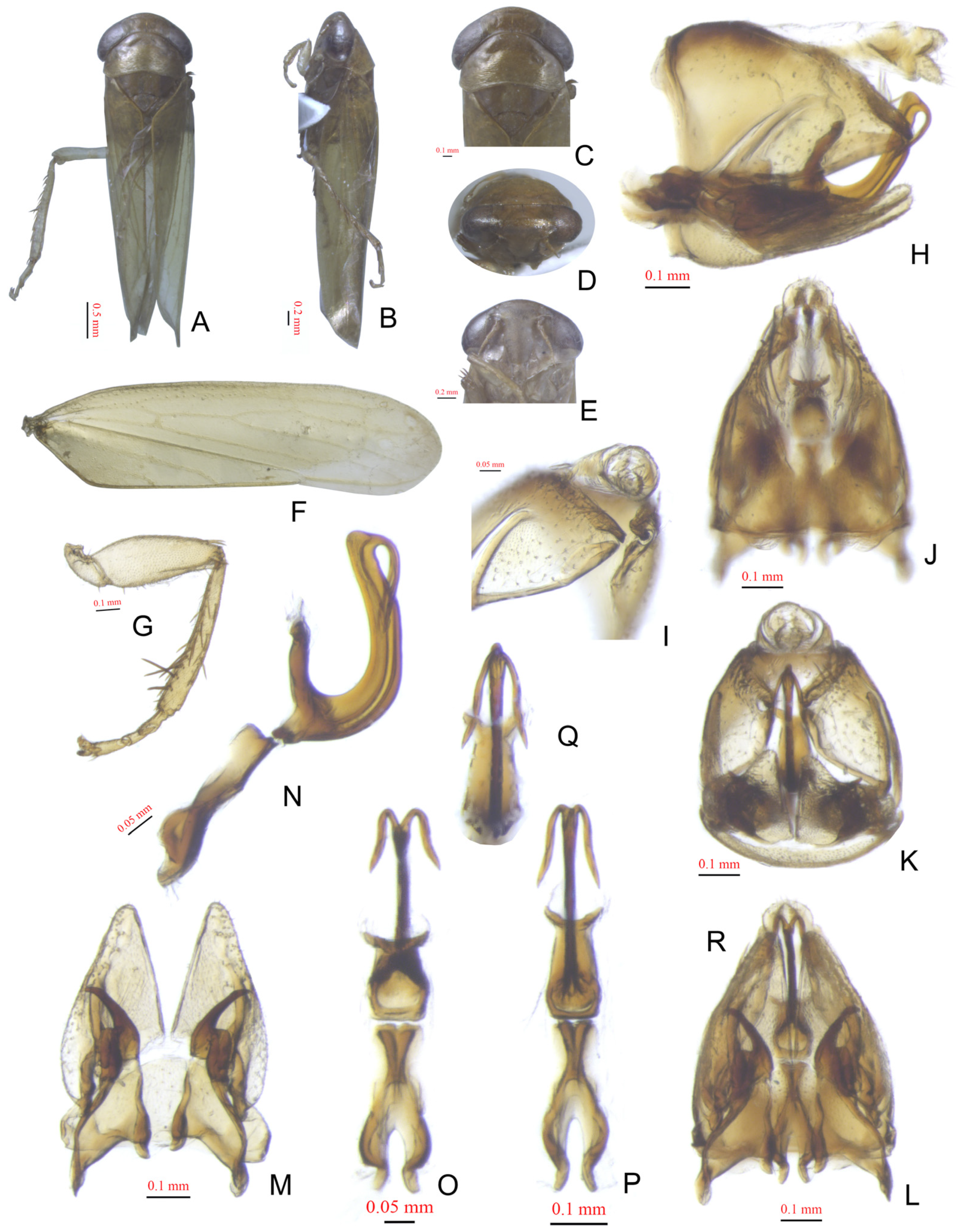 Insects 15 00913 g002