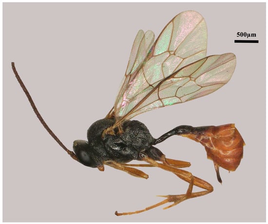 Insects 15 00932 g001