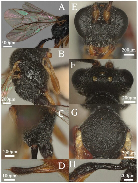 Insects 15 00932 g002