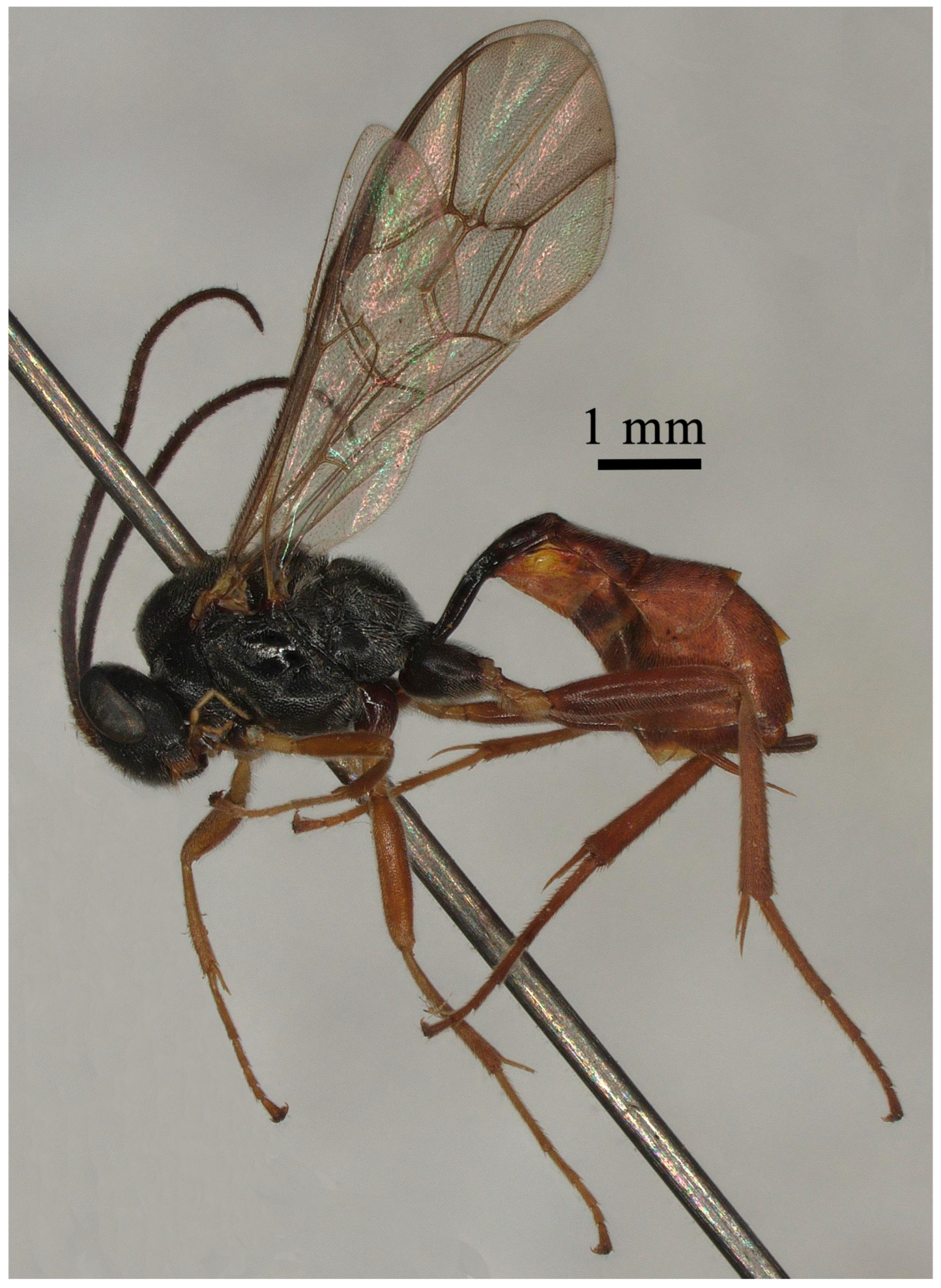 Insects 15 00932 g003