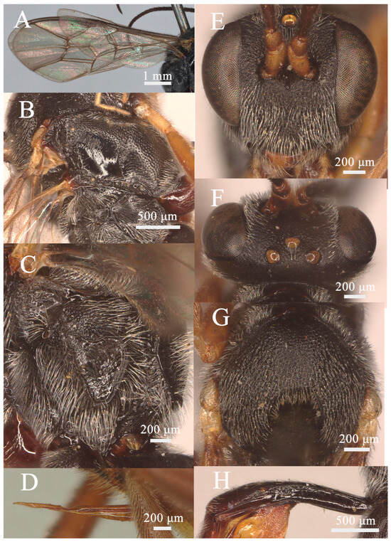 Insects 15 00932 g004