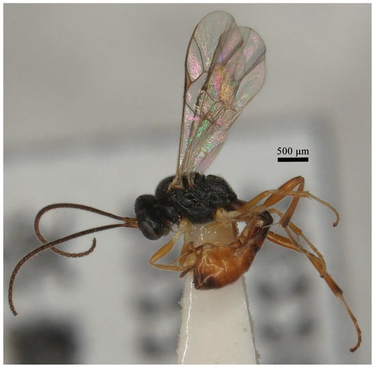 Insects 15 00932 g005