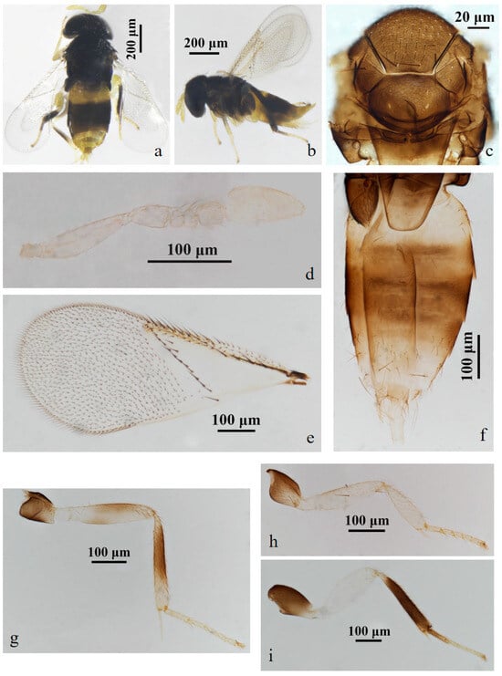 Insects 15 00945 g001