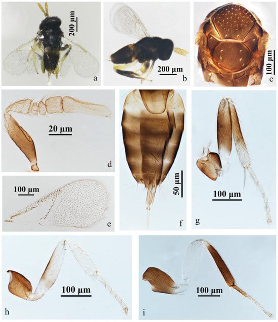 Insects 15 00945 g002