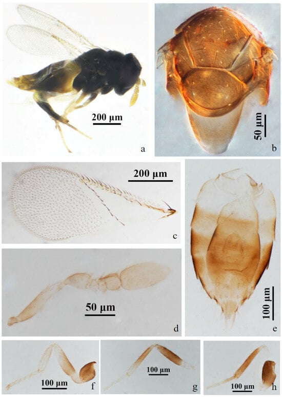 Insects 15 00945 g003