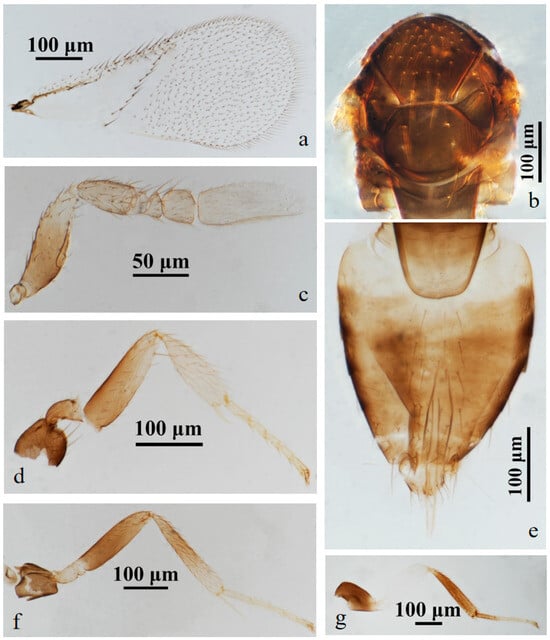 Insects 15 00945 g004
