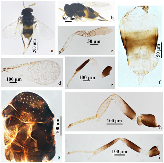 Insects 15 00945 g005