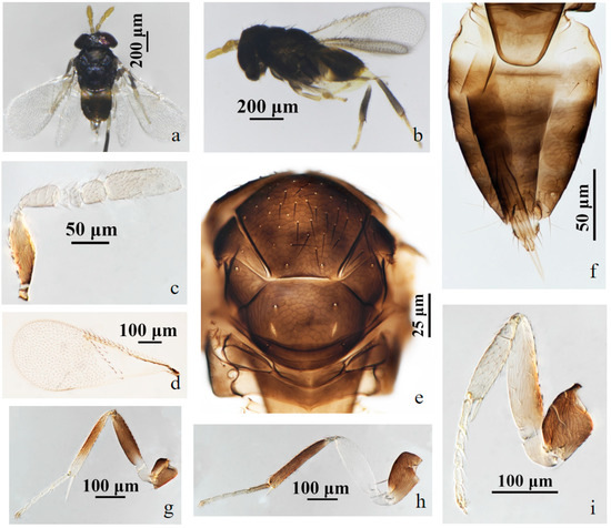 Insects 15 00945 g006