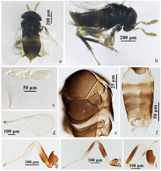 Insects 15 00945 g007