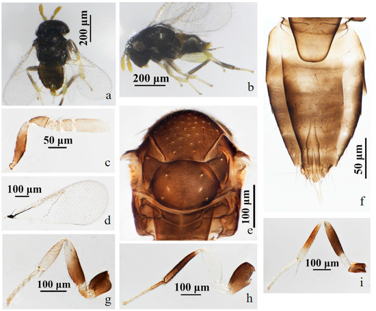 Insects 15 00945 g008