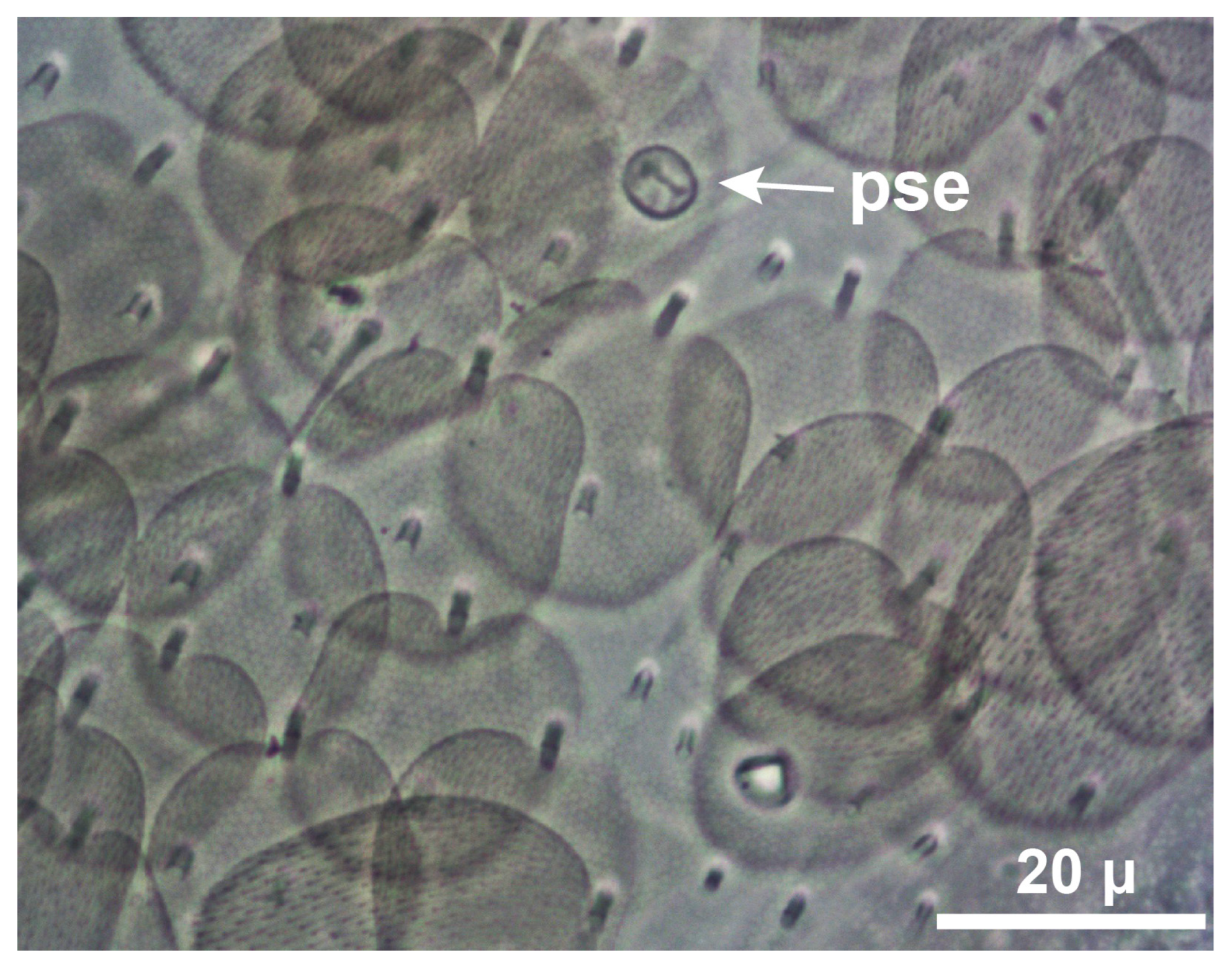 Insects 15 00951 g002