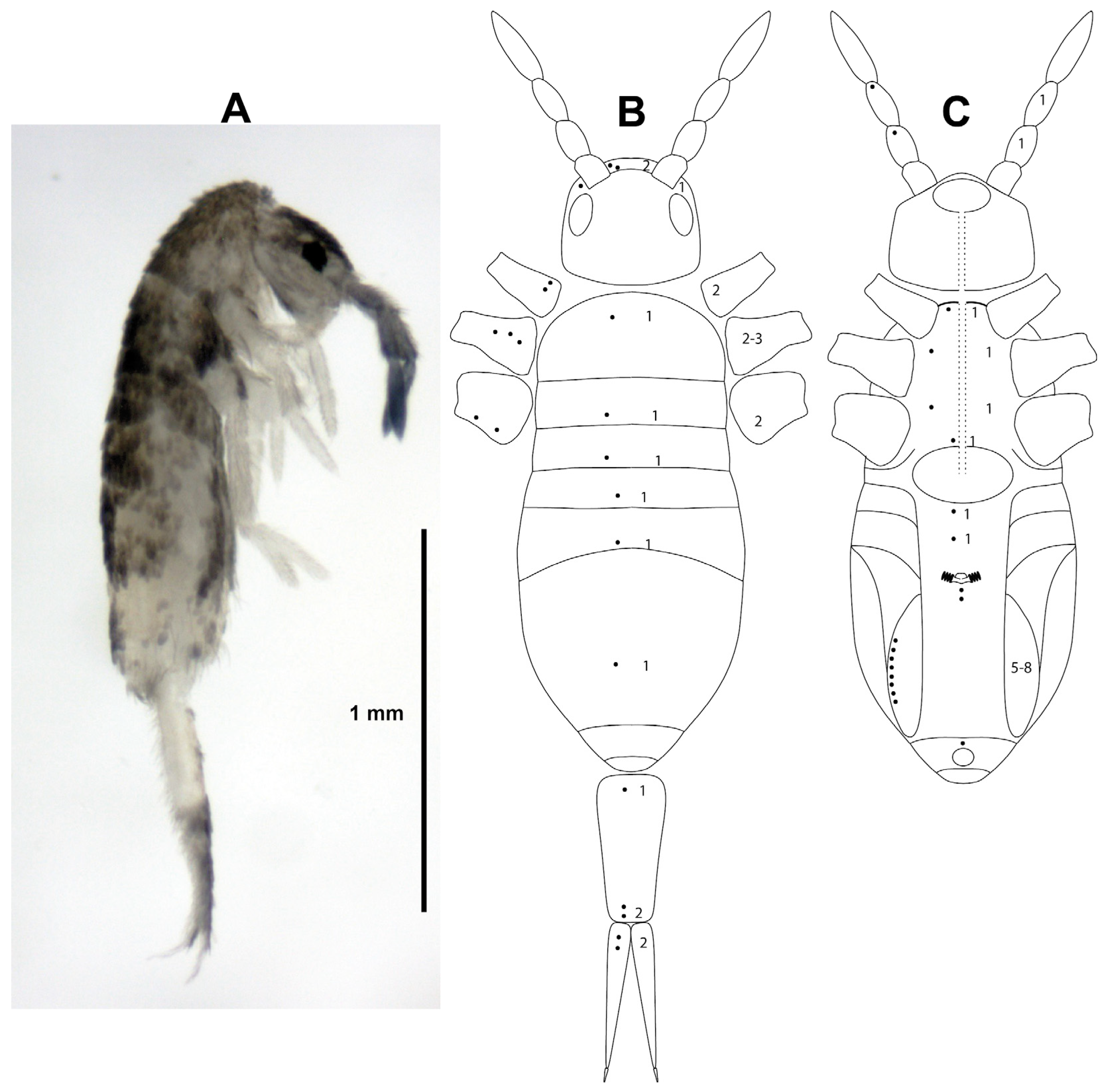 Insects 15 00951 g006