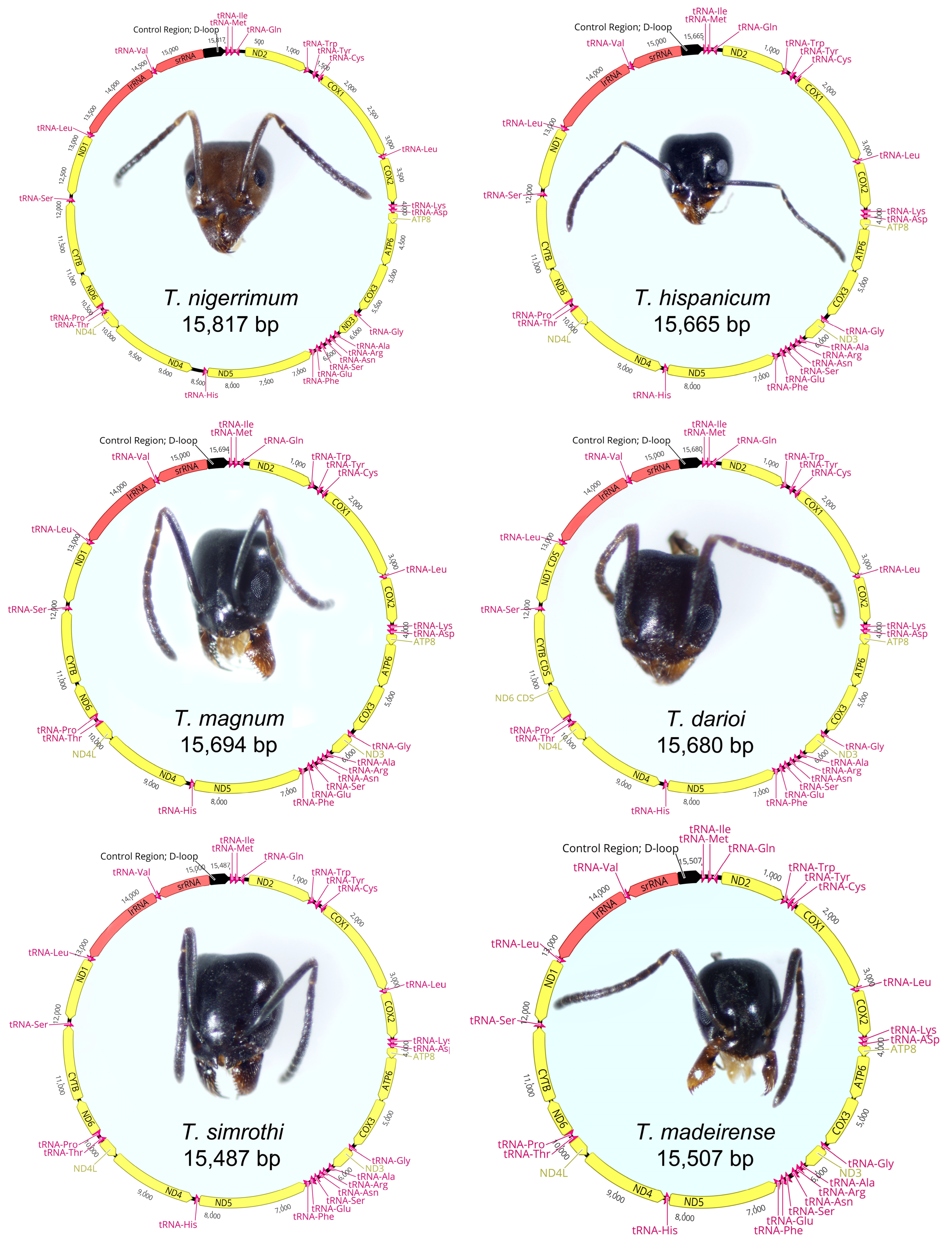 Insects 15 00957 g001