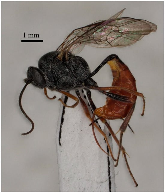 Insects 15 00968 g002