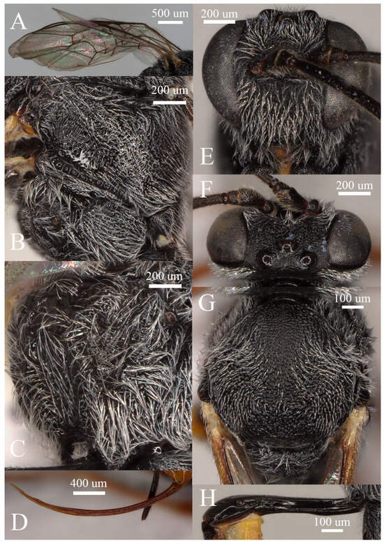 Insects 15 00968 g003