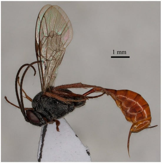 Insects 15 00968 g004