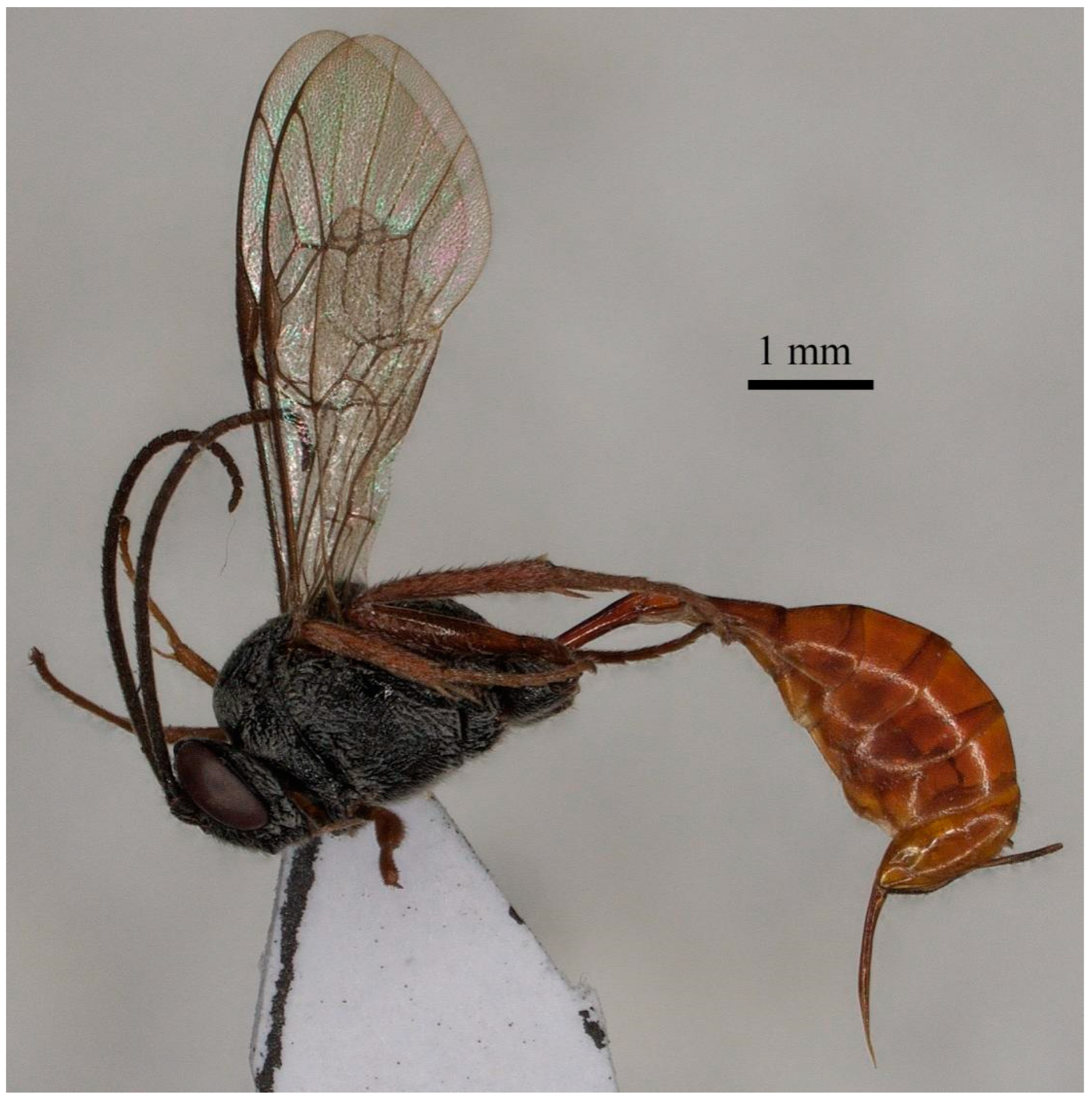 Insects 15 00968 g004