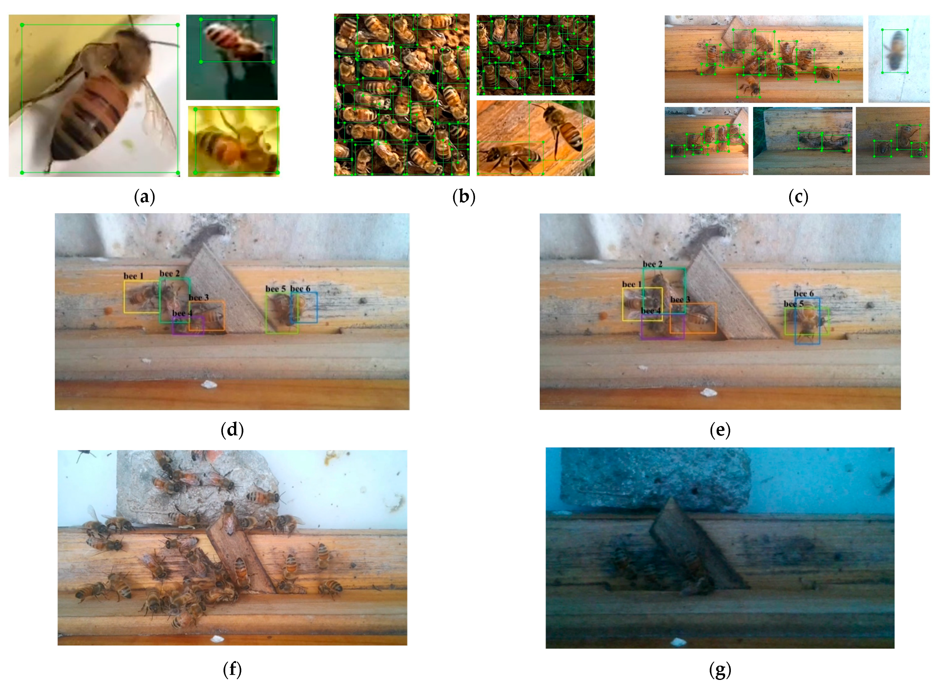 Insects 15 00974 g002