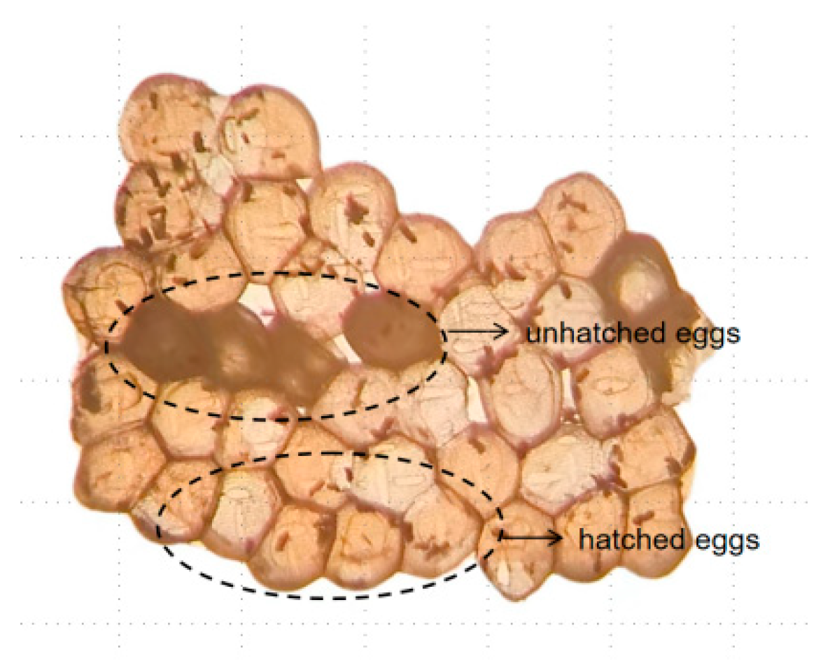 Insects 15 00977 g001 Insects 15 00977 g001