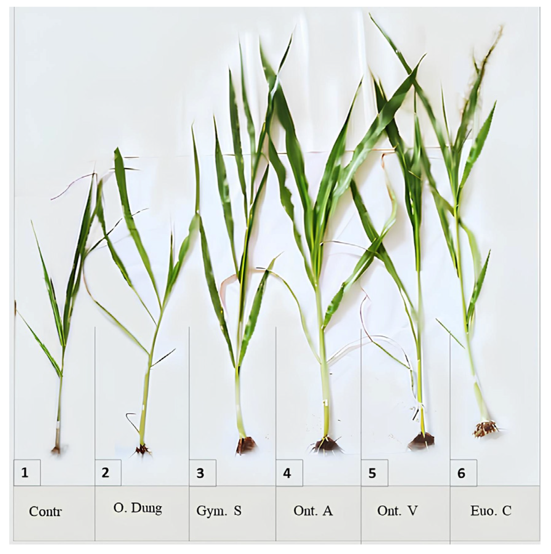 Insects 15 01002 g003 Insects 15 01002 g003