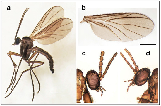 Insects 15 01018 g001