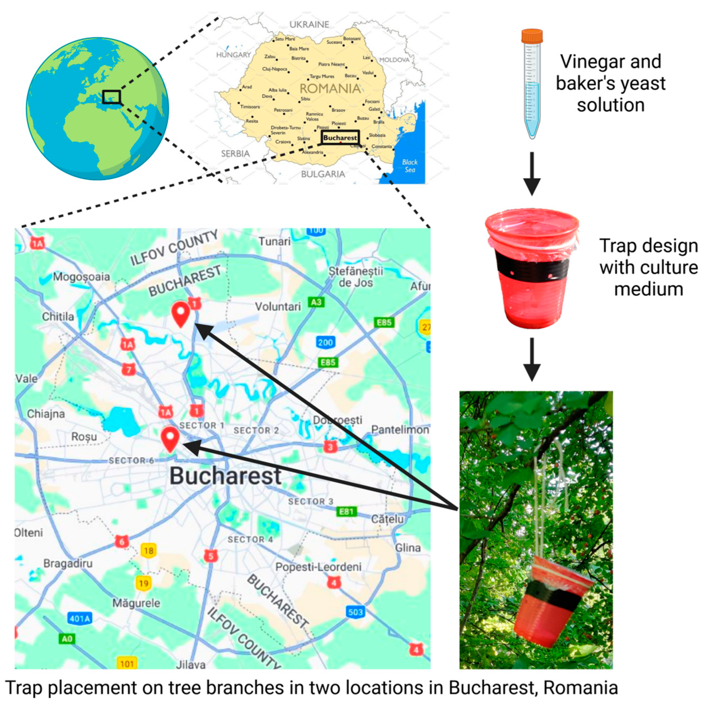 Insects 16 00002 g001