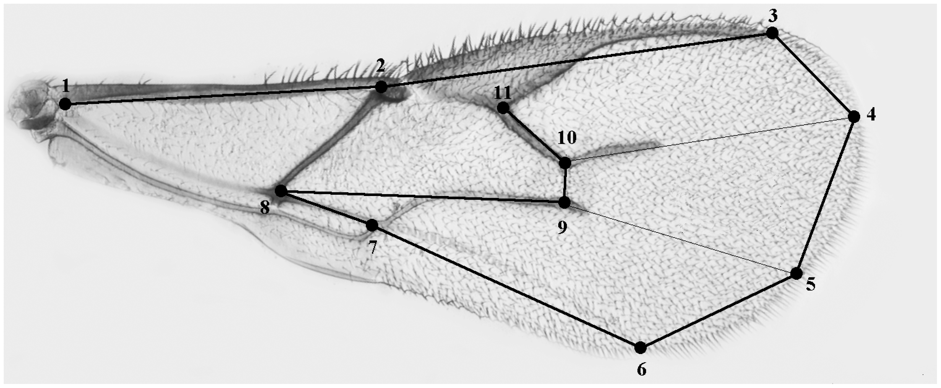 Insects 16 00003 g001