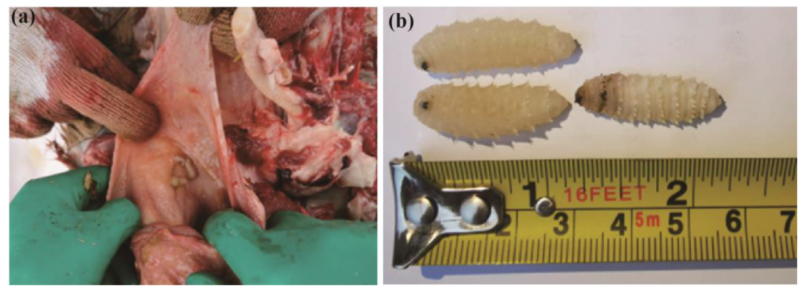 Insects 16 00006 g001 Insects 16 00006 g001