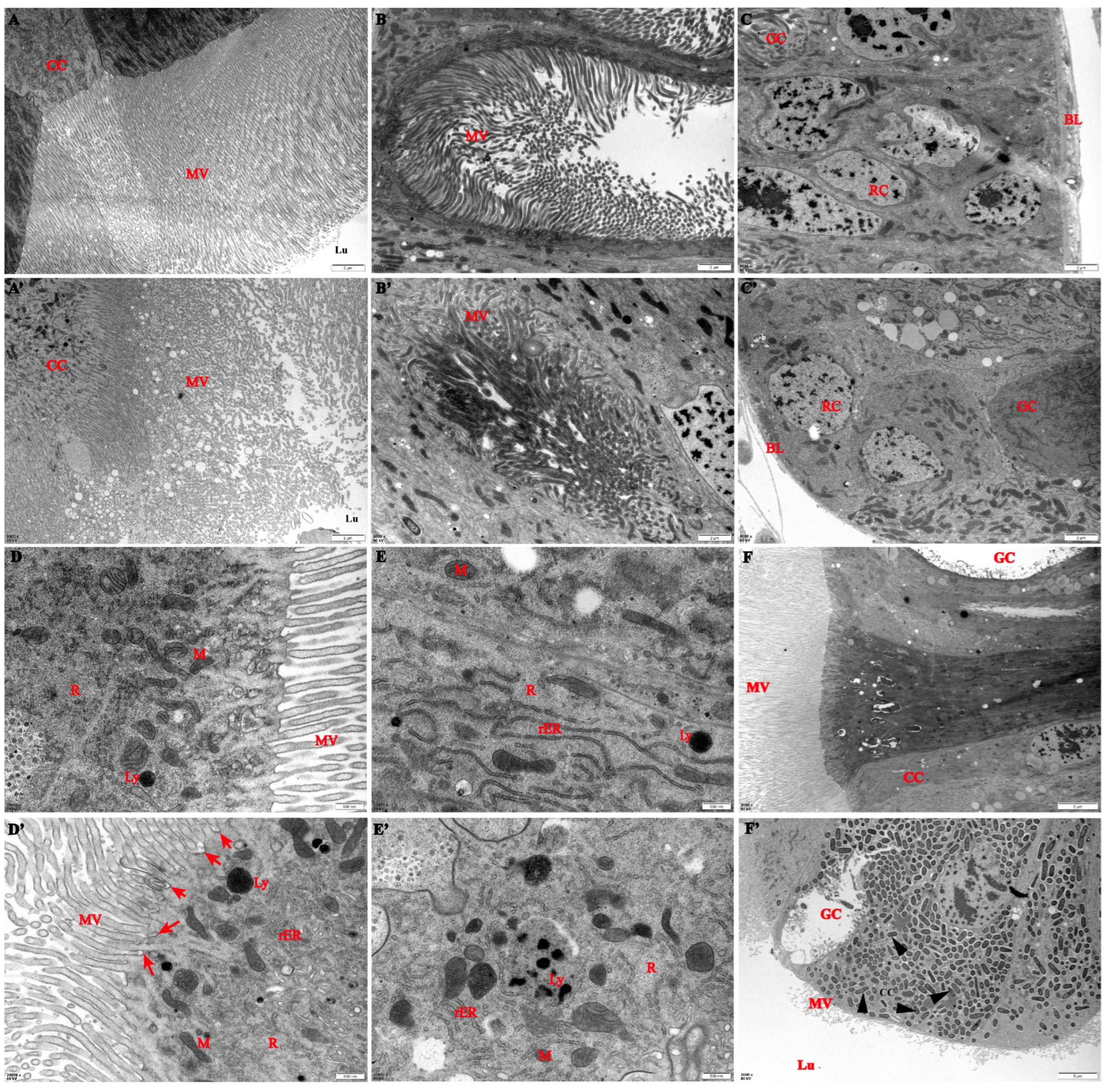 Insects 16 00010 g003