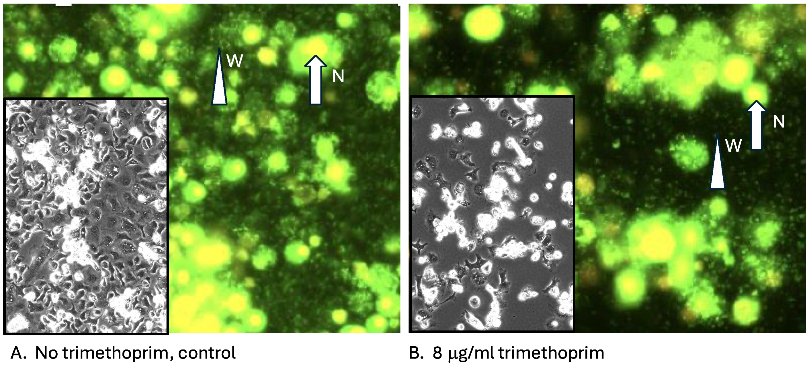 Insects 16 00018 g002 Insects 16 00018 g002
