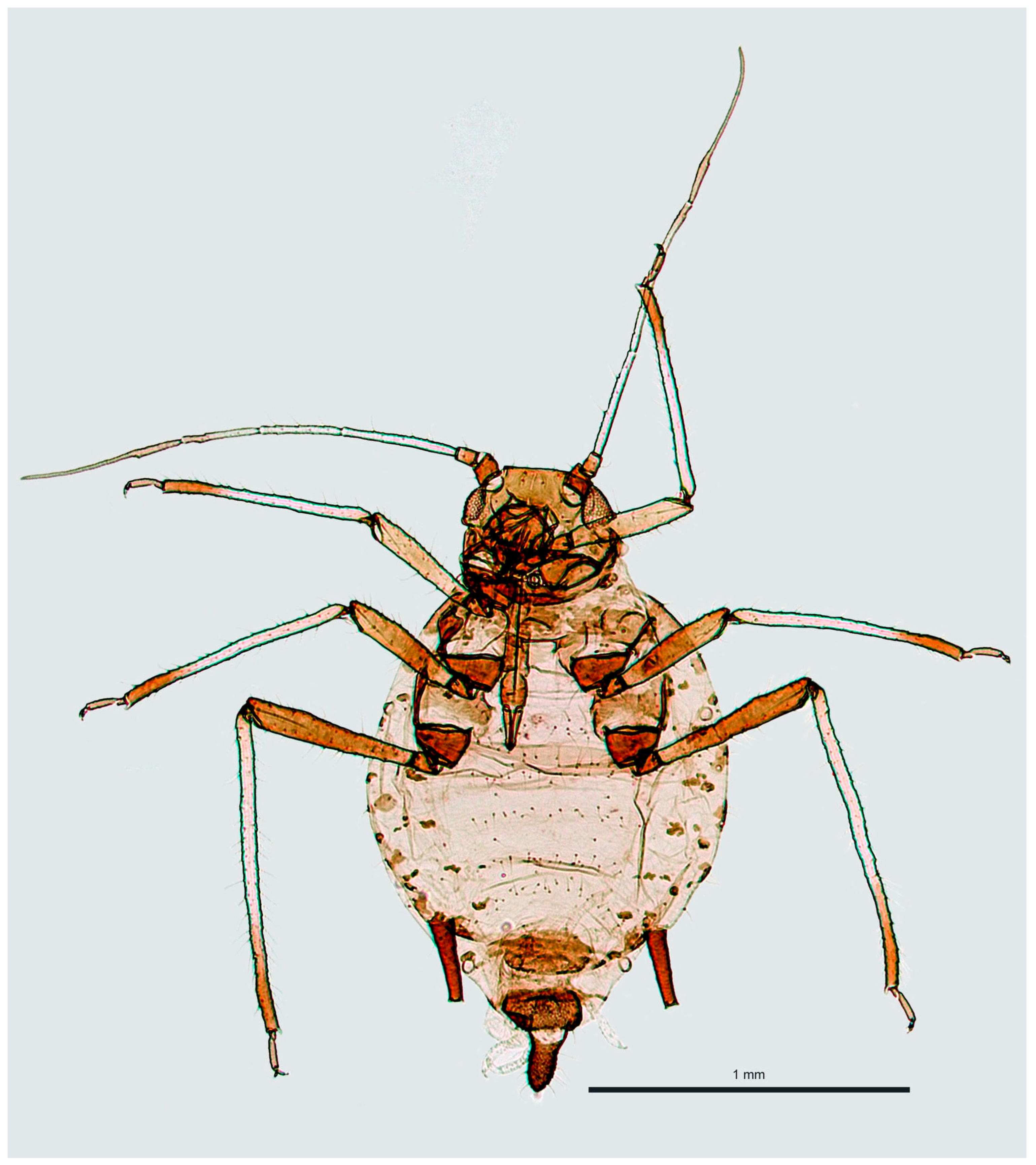 Insects 16 00019 g002