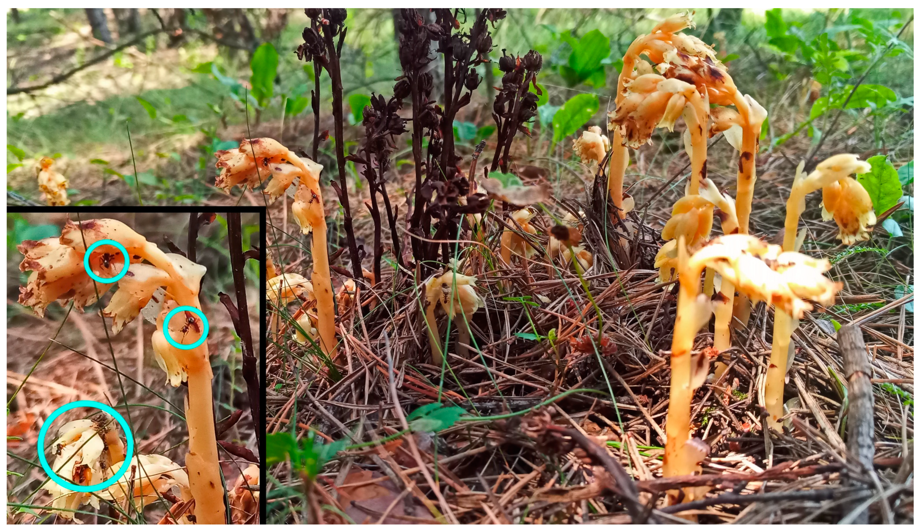 Insects 16 00019 g004