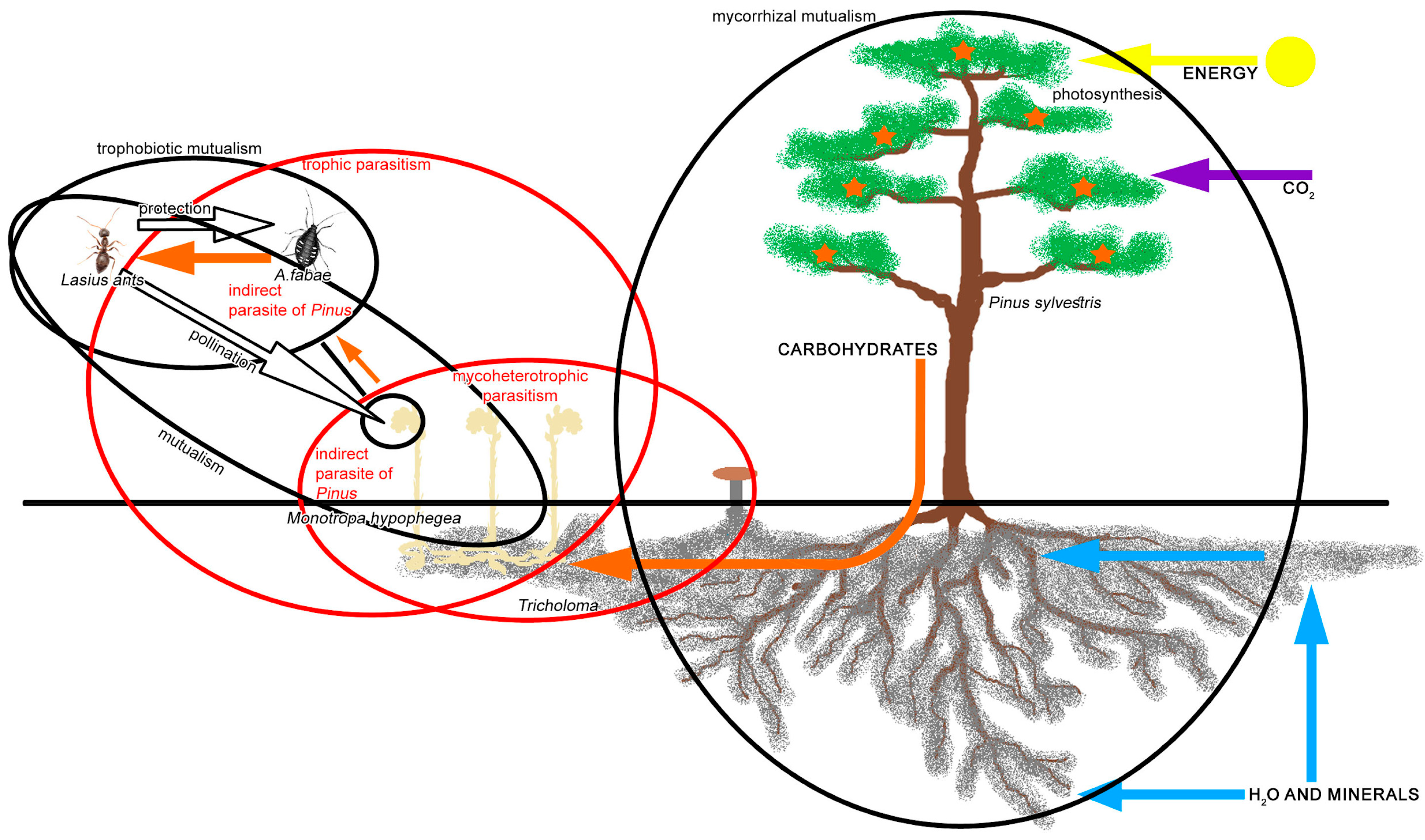 Insects 16 00019 g005