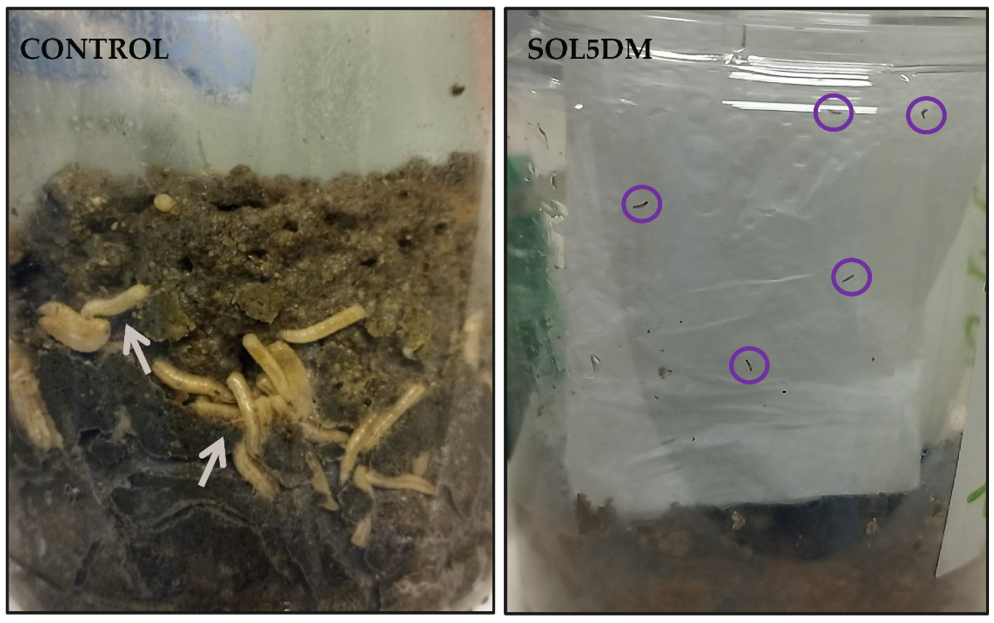 Insects 16 00027 g004